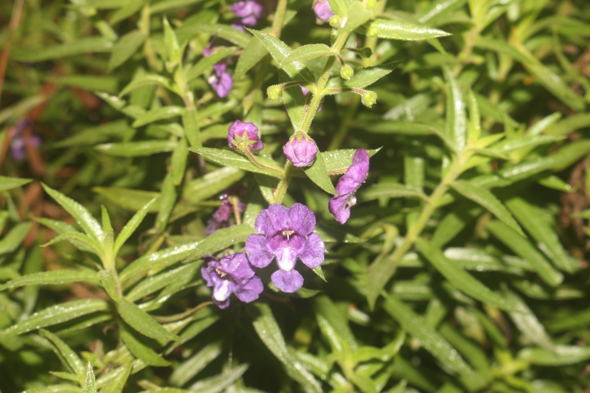 Angelonia salicariifolia Bonpl.